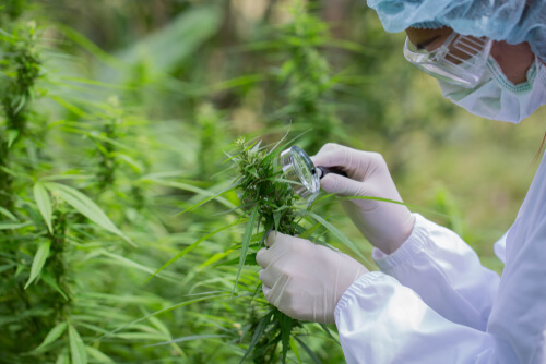 Field Testing for Narcotics in Maryland | Cohen & Dwin, P.A.